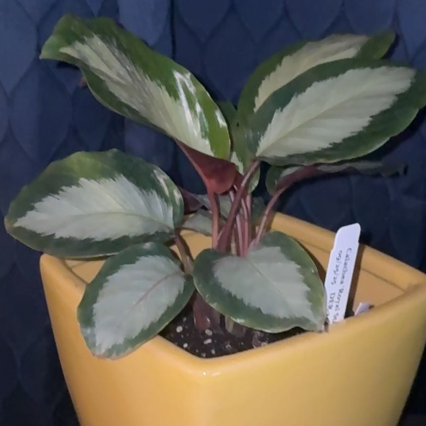 Photo of the plant species Calathea picturata 'Argentea' by @TheeBlckRussian named Paxton on Greg, the plant care app