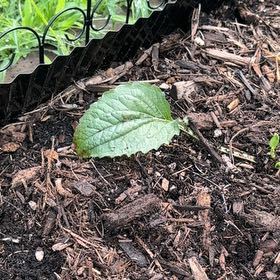 Photo of the plant species Blackeyed Susan by @LeafMeBee named Susan - Jade on Greg, the plant care app