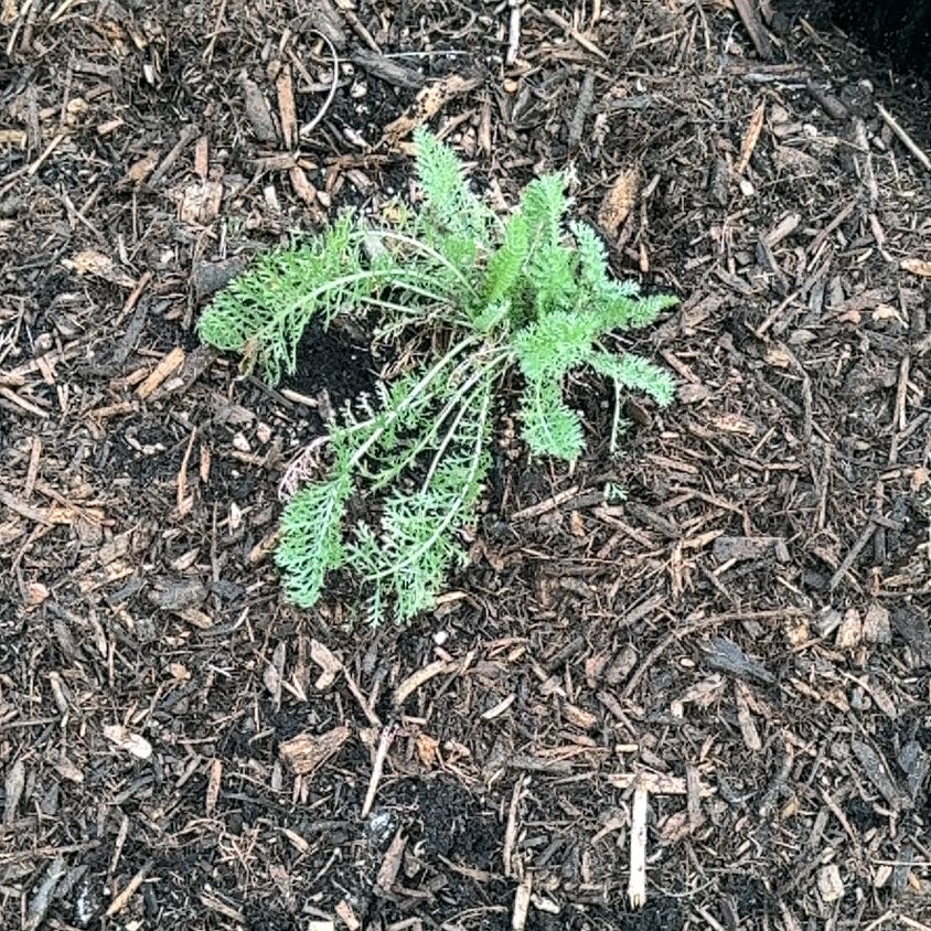 Photo of the plant species Boreal Yarrow by @LeafMeBee named Yaya-Jade on Greg, the plant care app