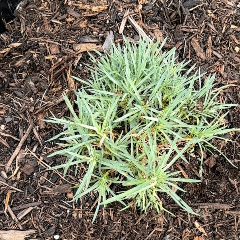 Photo of the plant species Dianthus 'Pink Kisses' by @LeafMeBee named Pinky-Jade on Greg, the plant care app