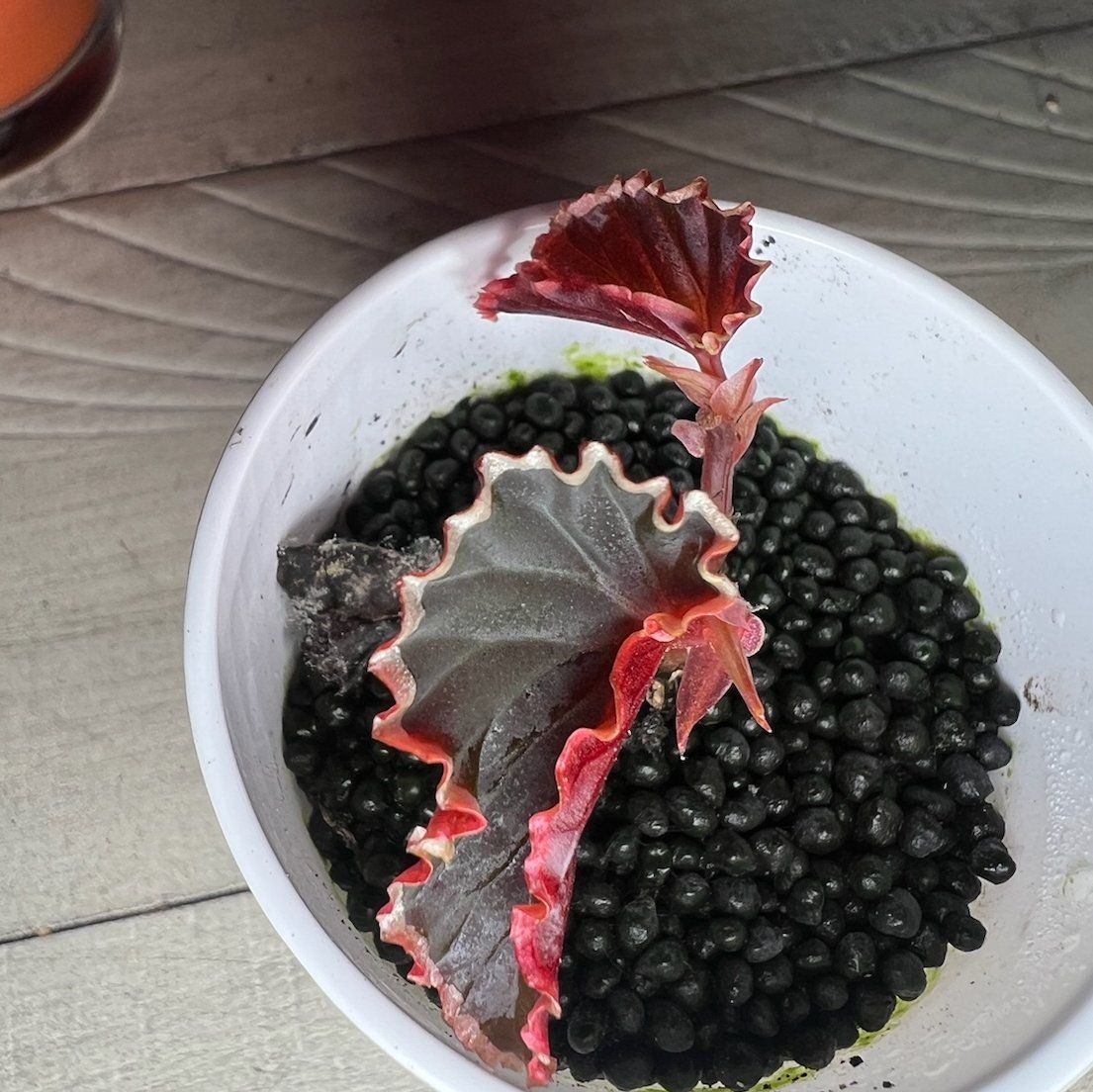 Photo of the plant species Darth Vader Begonia by @FamedAlpinefir named Killer on Greg, the plant care app