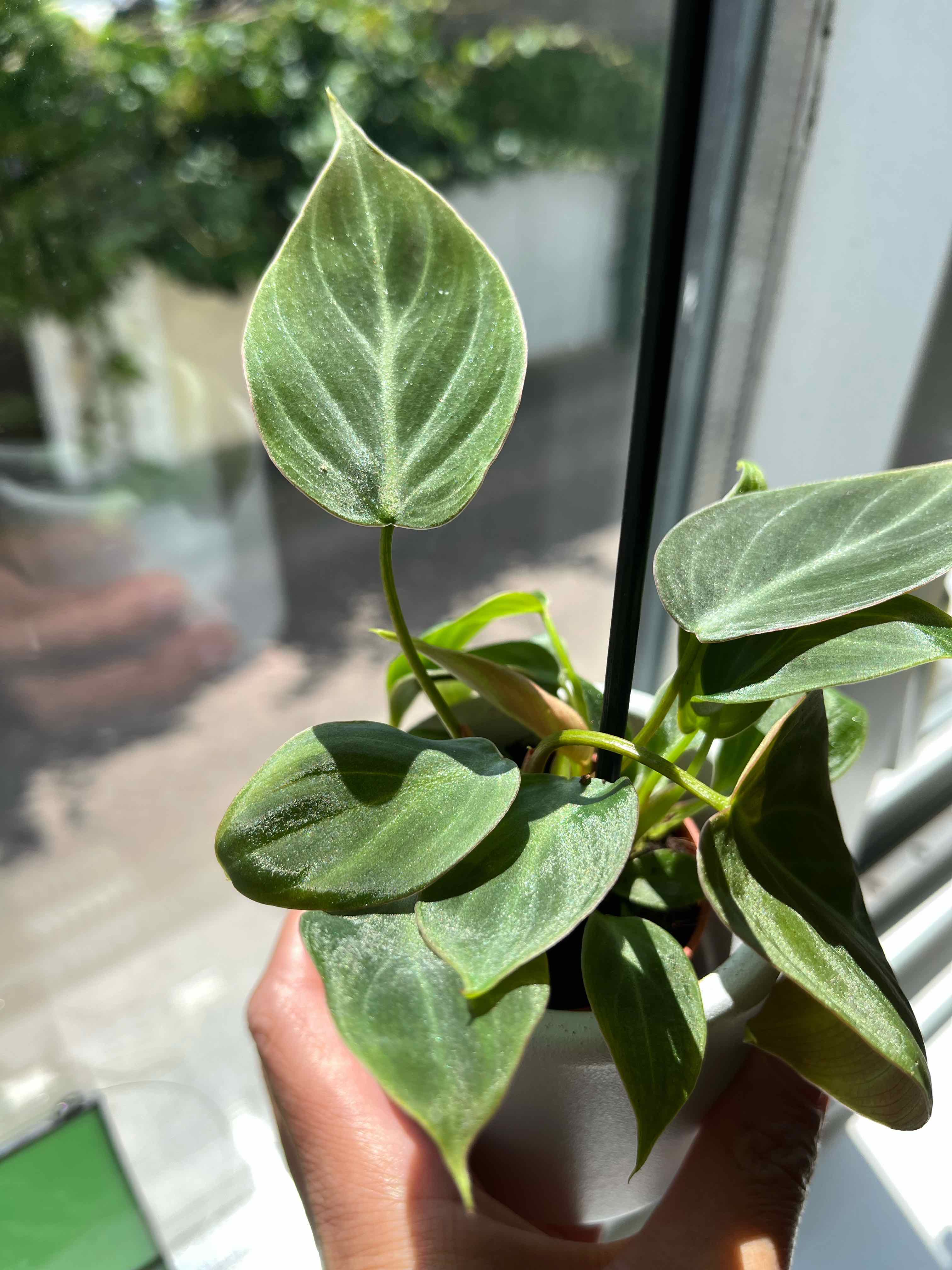 Philodendron El Choco Red plant with healthy green leaves held by a hand near a window.