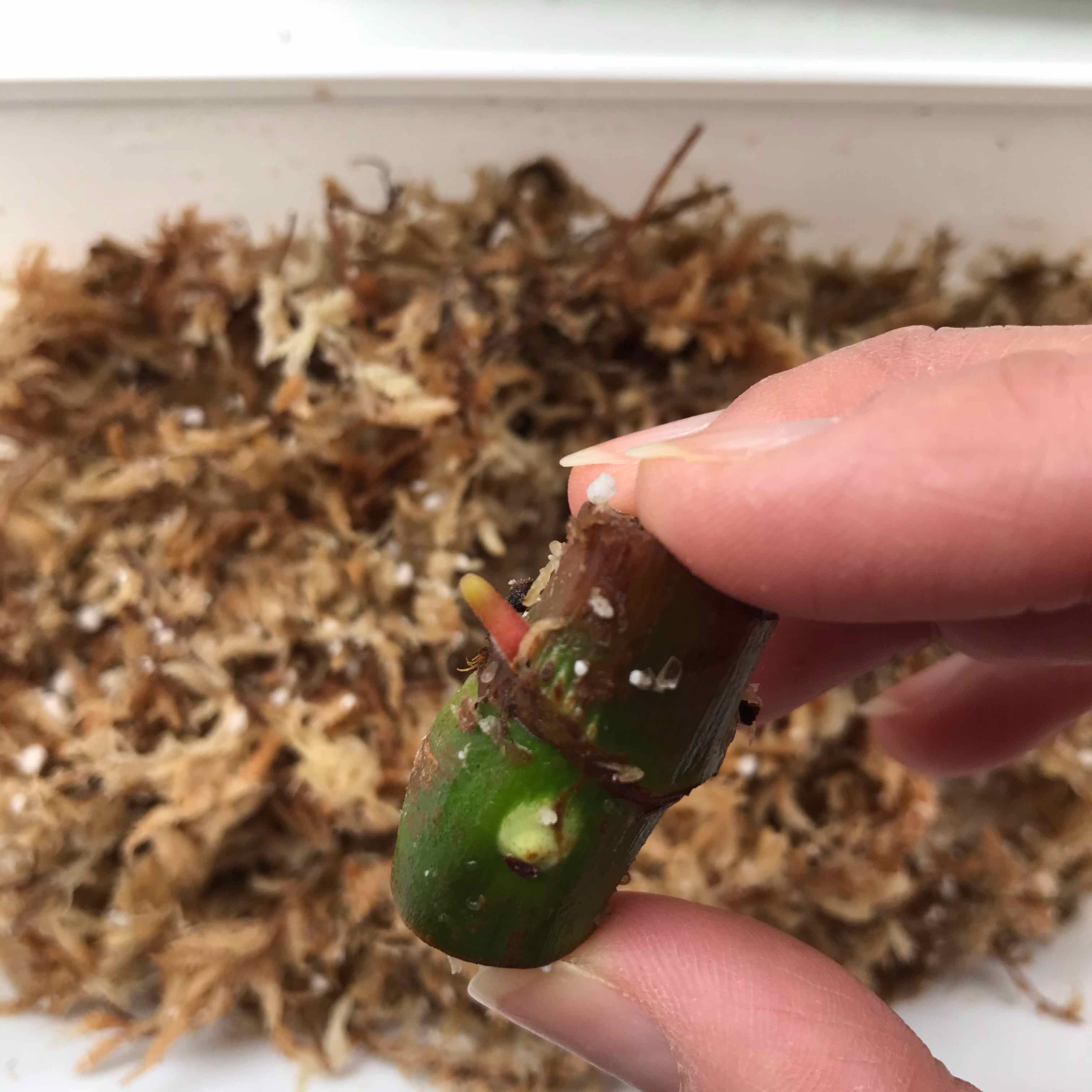 Close-up of a Philodendron El Choco Red cutting held by a hand with new growth visible.