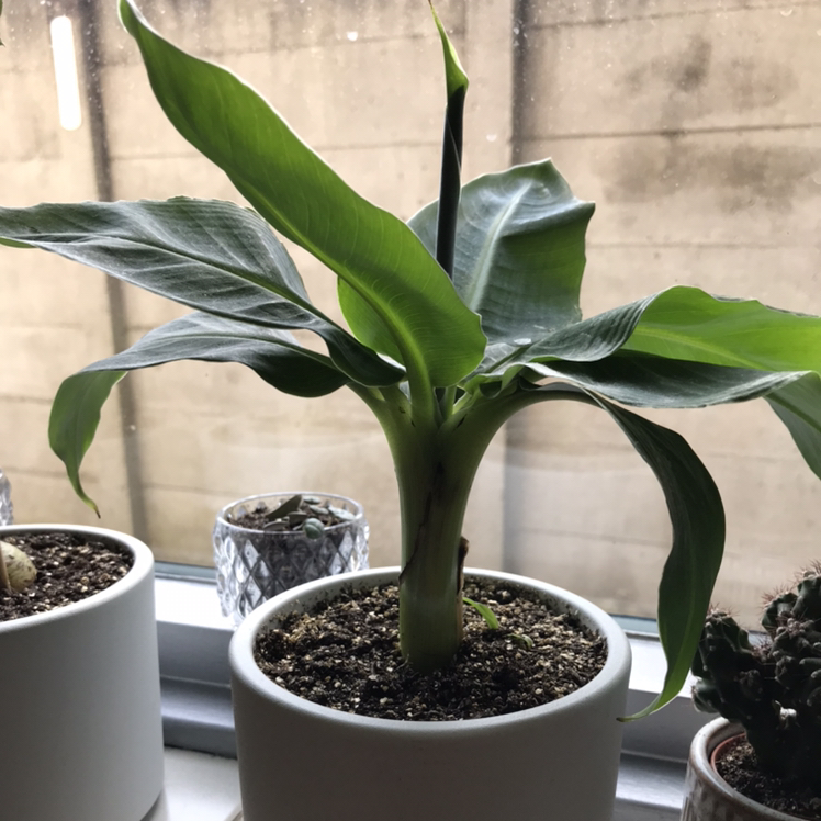 Photo of the plant species Dwarf Banana by @saarrrr82 named Monkey Boy on Greg, the plant care app