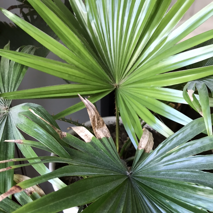 Photo of the plant species Fountain Palm by @saarrrr82 named Morgan Treeman on Greg, the plant care app