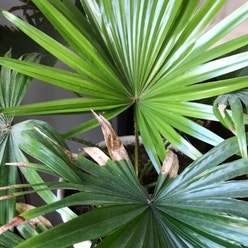 Chinese Fan Palm plant