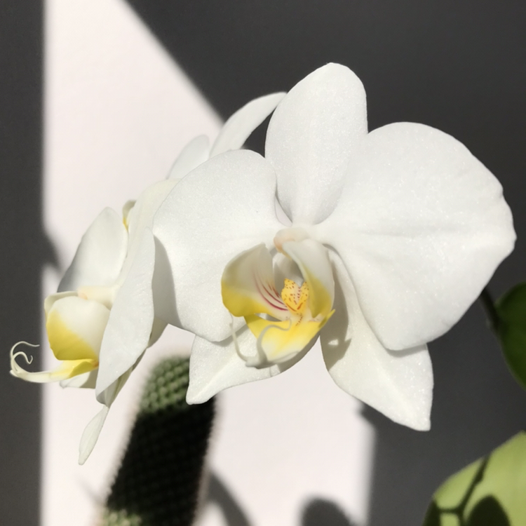 Photo of the plant species Moon Orchid by @saarrrr82 named Betty White on Greg, the plant care app