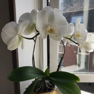 Phalaenopsis Orchid plant in Tilburg, Noord-Brabant