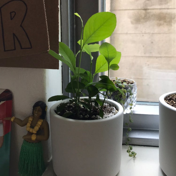 🍋 Why Are My Meyer Lemon Tree Leaves Droopy?