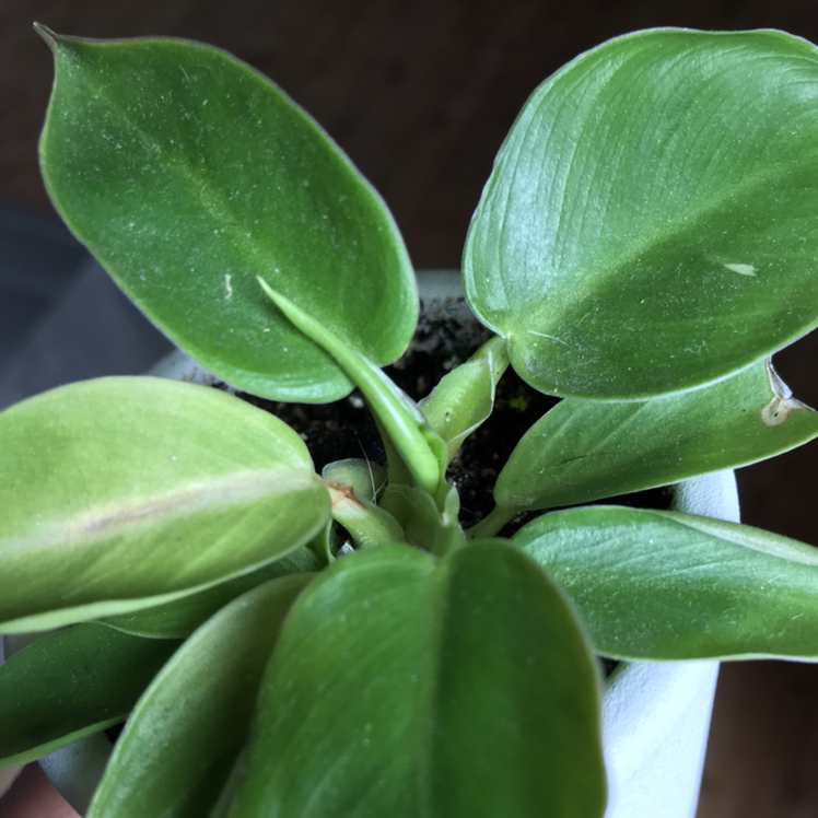 Philodendron 'Moonlight' plant with healthy green leaves and slight yellowing on one leaf.
