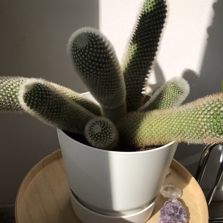 Close-up of a healthy Lace Hedgehog Cactus with dense white and green spines in a spiral pattern, potted in a white ceramic planter.