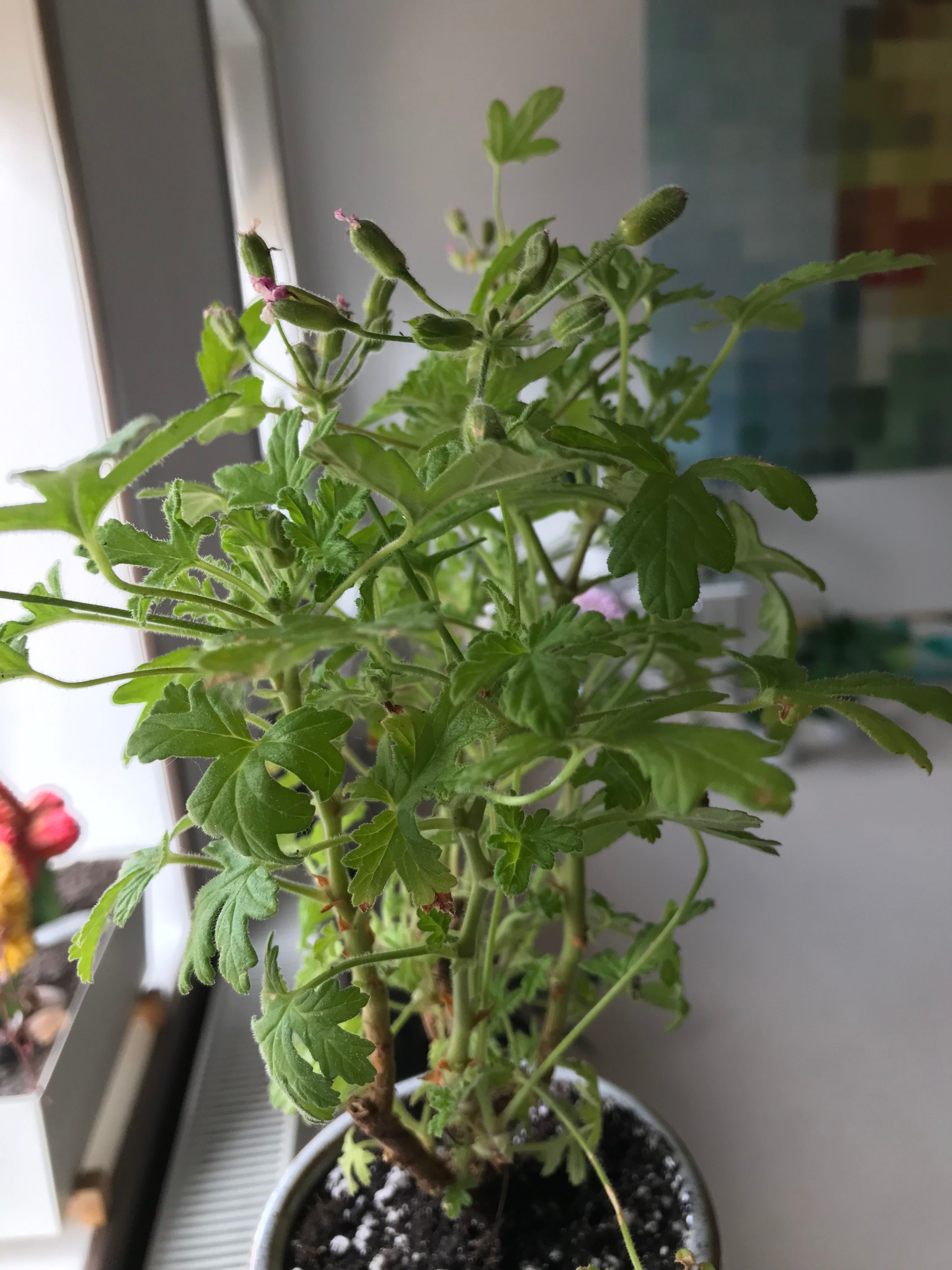 Island Mallow is Not Toxic to Humans