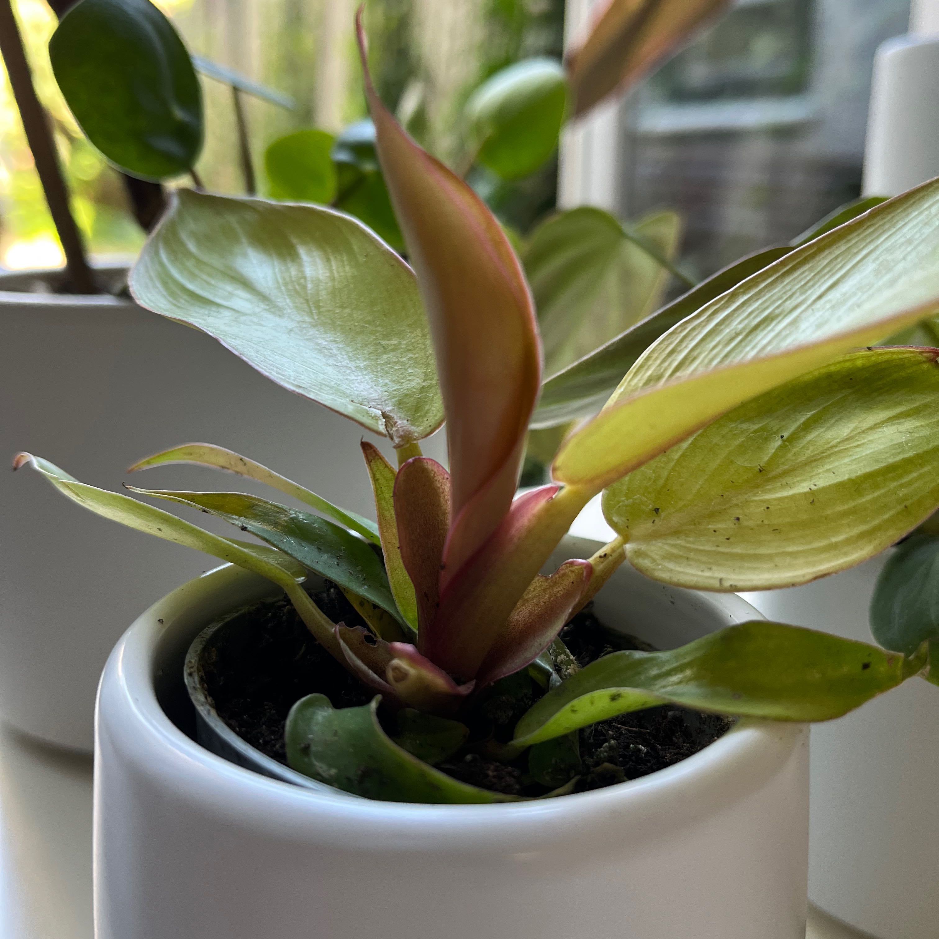 Philodendron Prince of Orange plant in a white pot with slight yellowing on some leaves.