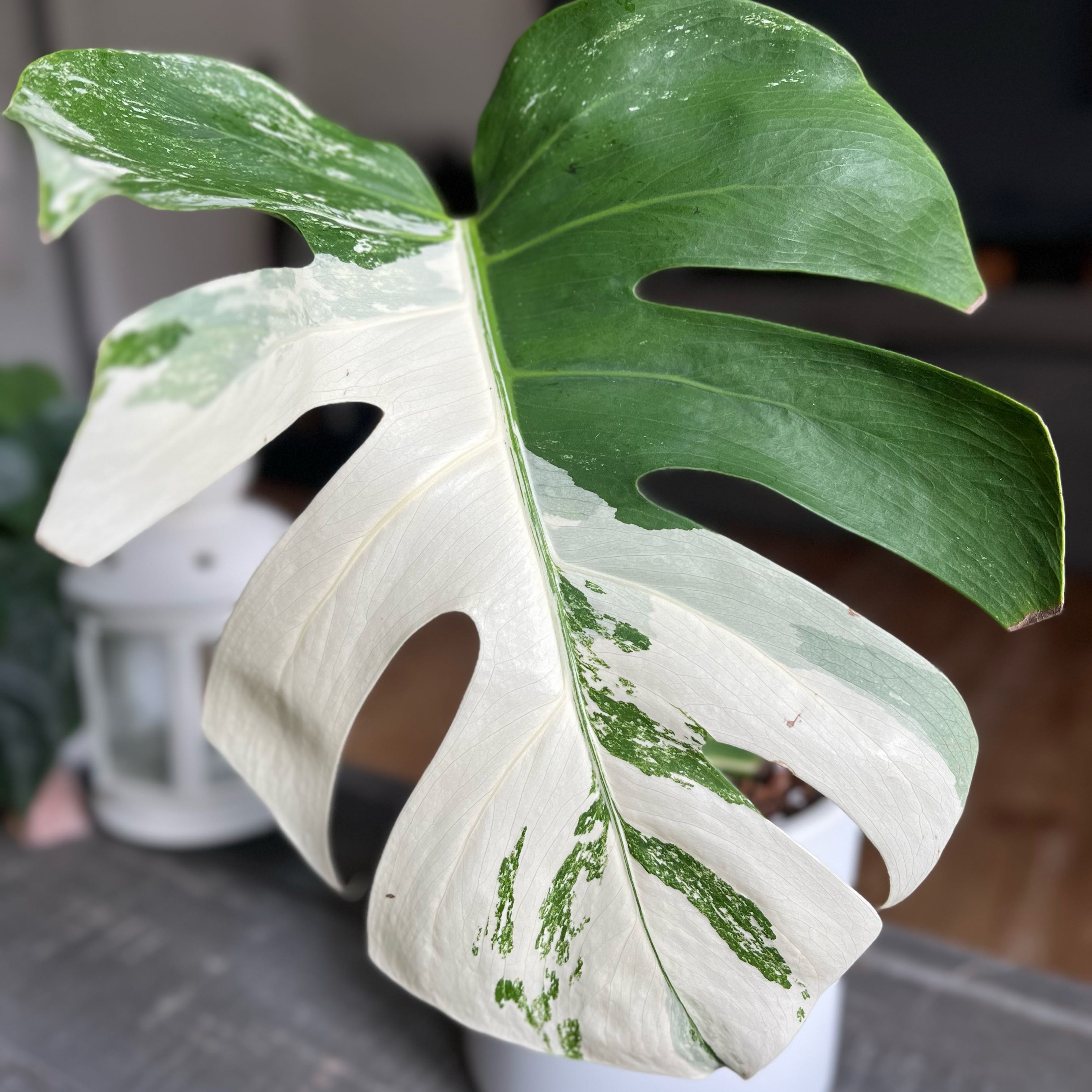 Monstera 'Albo' leaf with characteristic variegation, well-framed and in focus.