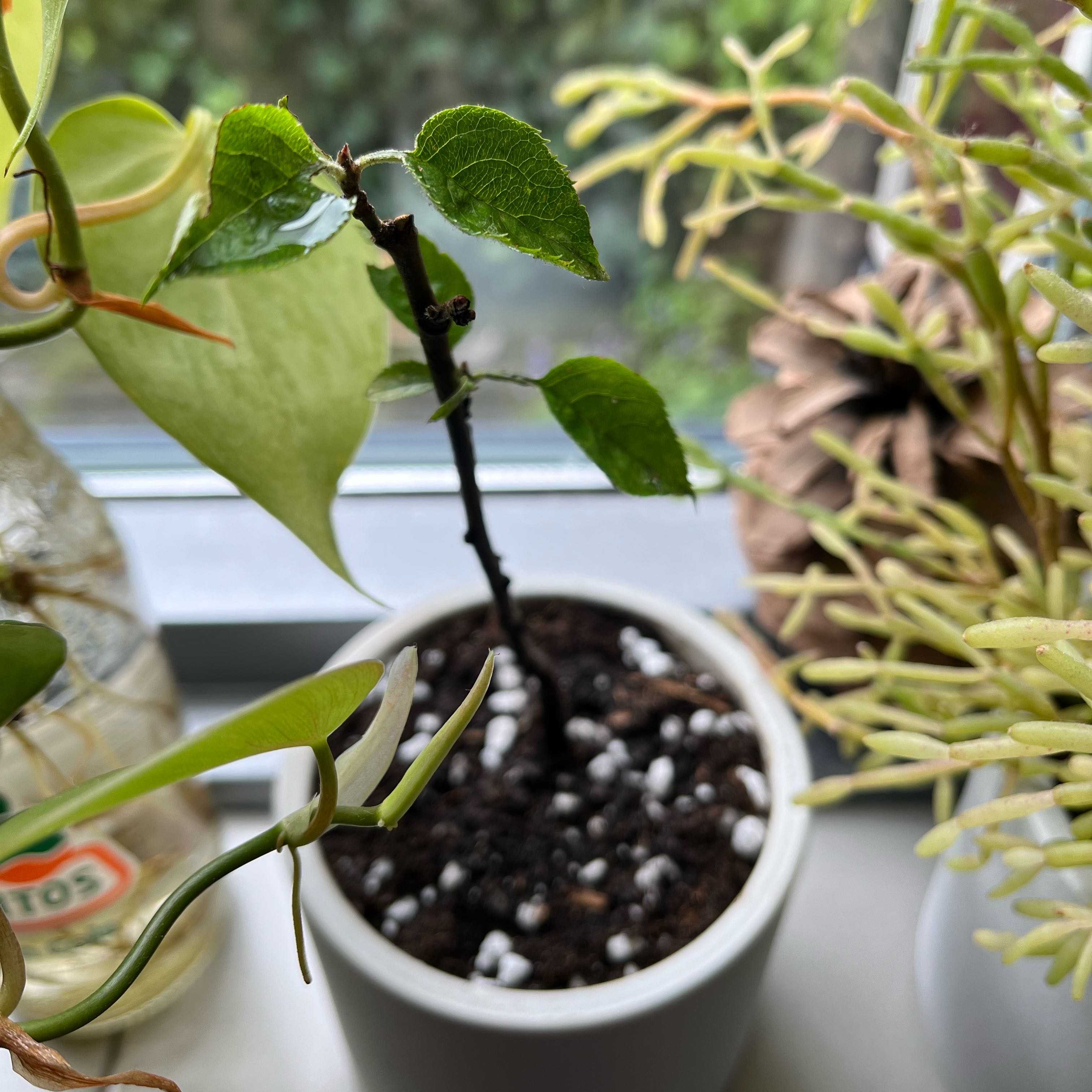Young apple plant in a white pot with visible soil, surrounded by other plants near a window.