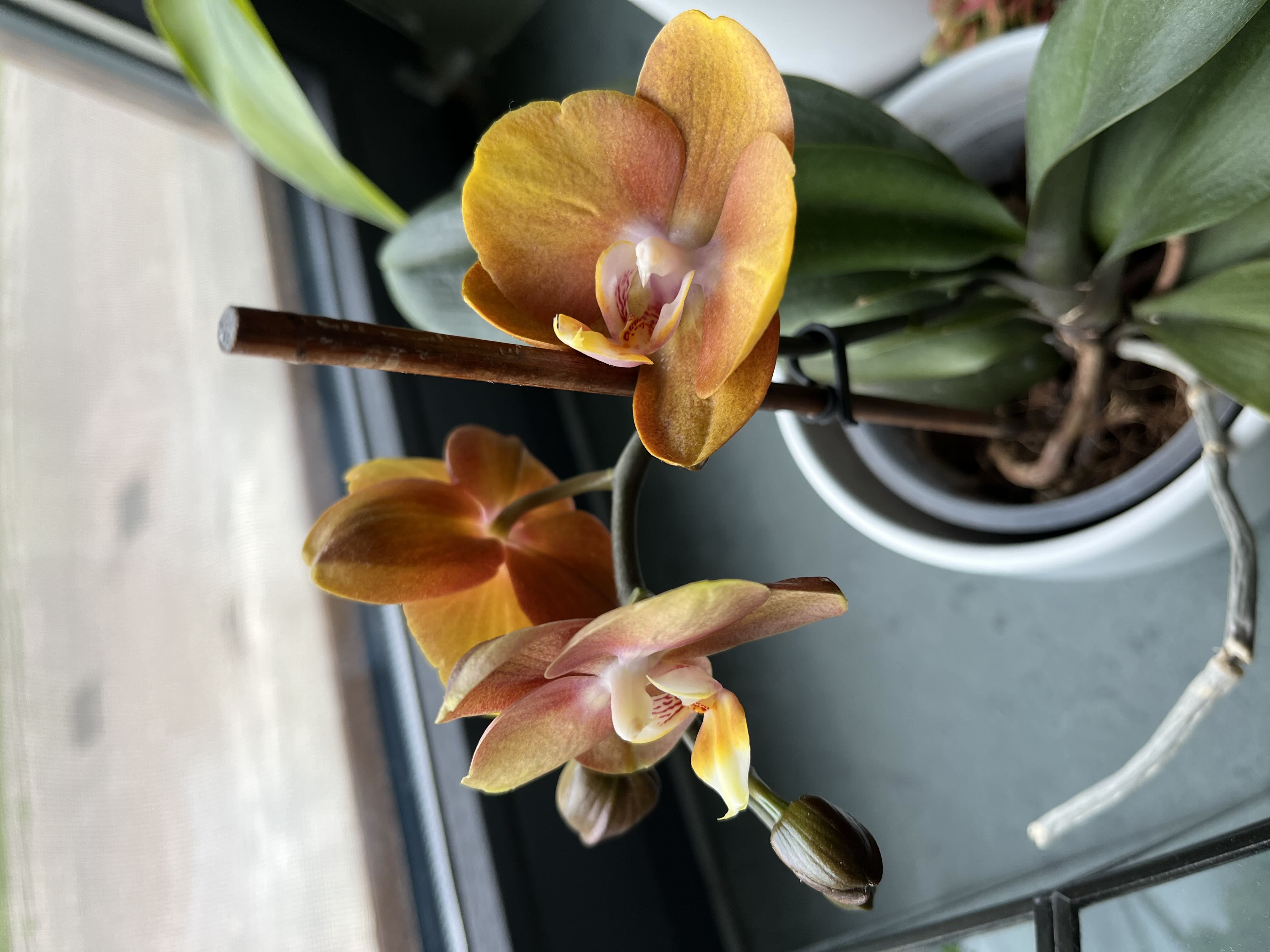 It's a seed, not a plant!)Mixed Packed Phalaenopsis Orchid Seeds