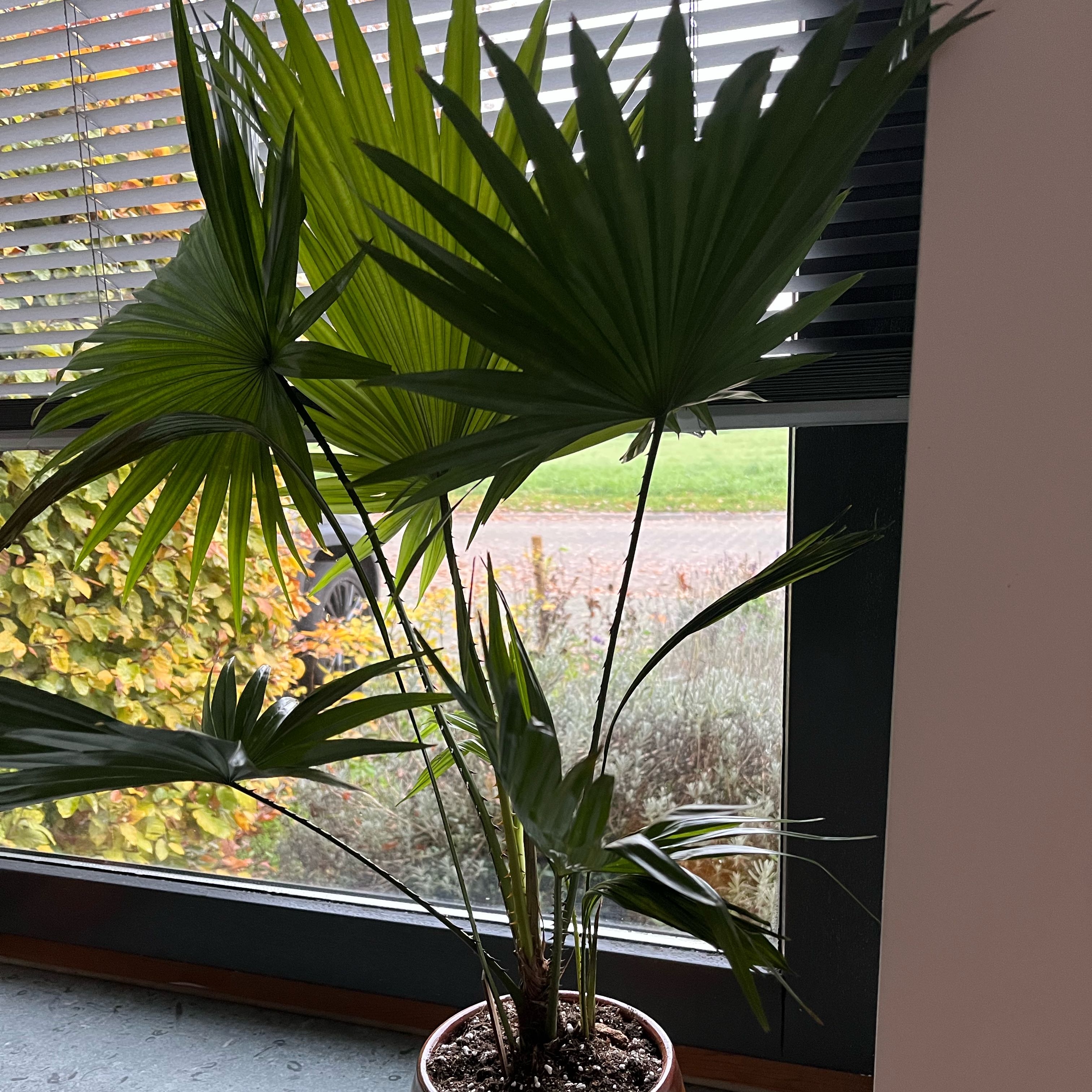 Photo of the plant species Fountain Palm by @saarrrr82 named Morgan Treeman 2.0 on Greg, the plant care app
