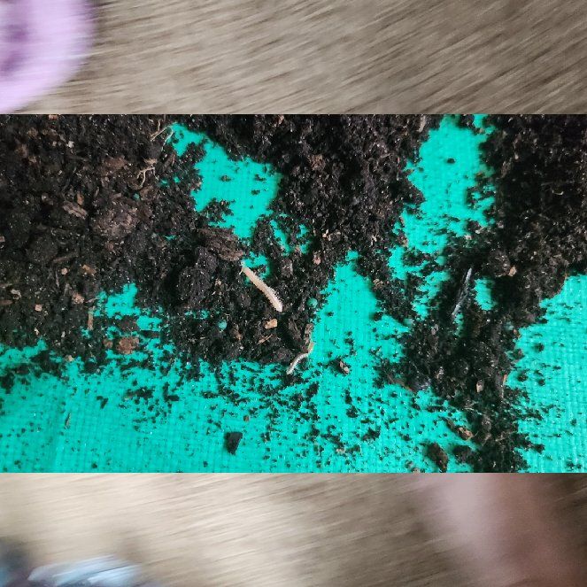 Photo of the plant species Carolina Mosquitofern by @LordRedcardinal named Athena on Greg, the plant care app