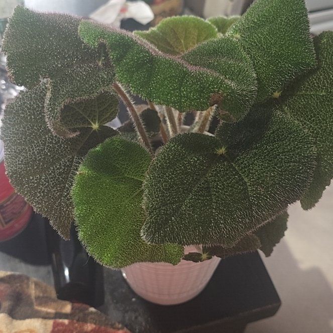 Photo of the plant species Begonia crystallina by @SuaveBlackgrass named Crystal on Greg, the plant care app