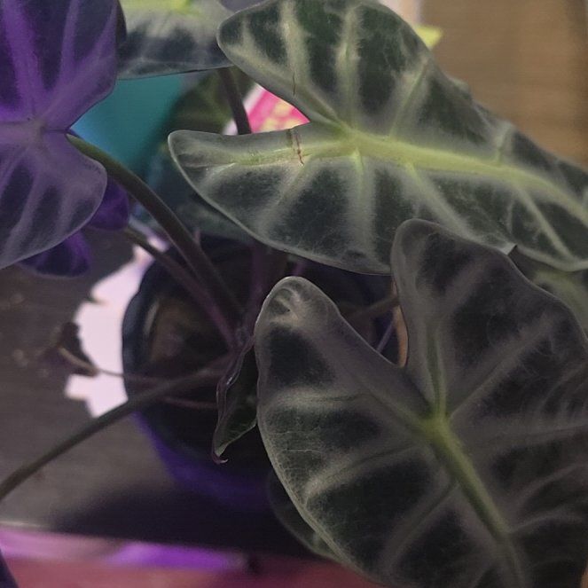 Photo of the plant species Africian Black Mask by @SuaveBlackgrass named Africa on Greg, the plant care app