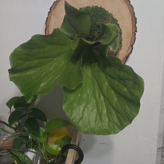 Photo of the plant species Elephant Staghorn Fern by @SuaveBlackgrass named Bella on Greg, the plant care app