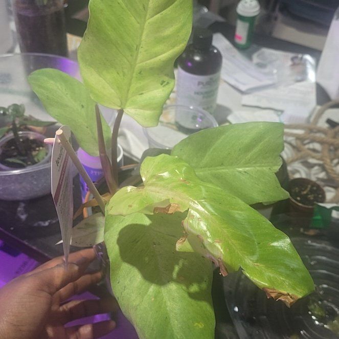 Photo of the plant species Snowdrift by @SuaveBlackgrass named Surya on Greg, the plant care app