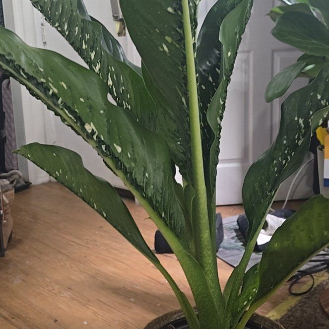 Photo of the plant species Diffenbachia Crocodile by @SuaveBlackgrass named Tik Tok Croc on Greg, the plant care app