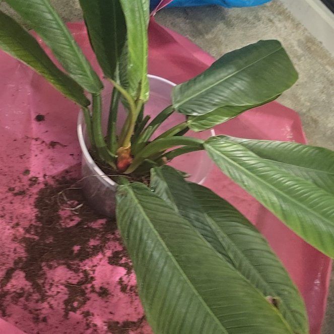 Photo of the plant species Philodendron campii 'Lynette' by @SuaveBlackgrass named Xena on Greg, the plant care app