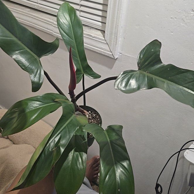 Photo of the plant species Philodendron 'Florida Bronze' by @SuaveBlackgrass named Girlfrond on Greg, the plant care app