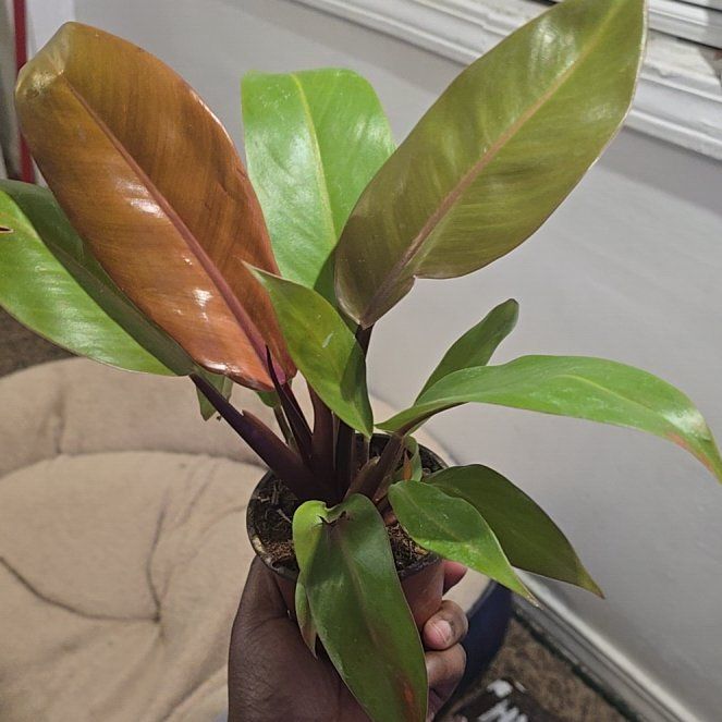 Photo of the plant species Tangerine Philodendron by @SuaveBlackgrass named Sanders on Greg, the plant care app