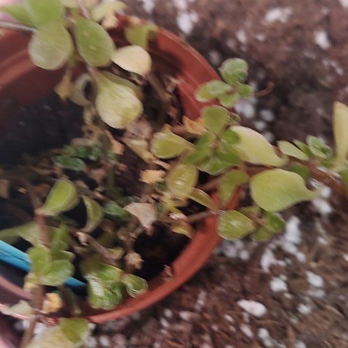 Photo of the plant species Caucasin stonecrop by @DeftPrasium4 named Figyonce on Greg, the plant care app