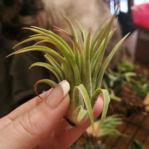 Photo of the plant species Tillandsia ionantha 'Scaposa' by @DeftPrasium4 named Winston on Greg, the plant care app