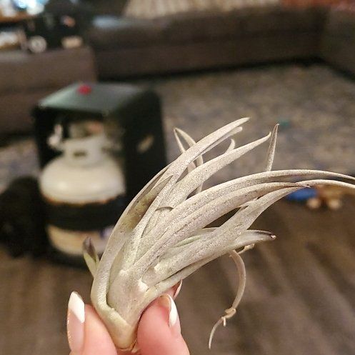 Photo of the plant species Mitla Air Plant by @DeftPrasium4 named Dolores on Greg, the plant care app