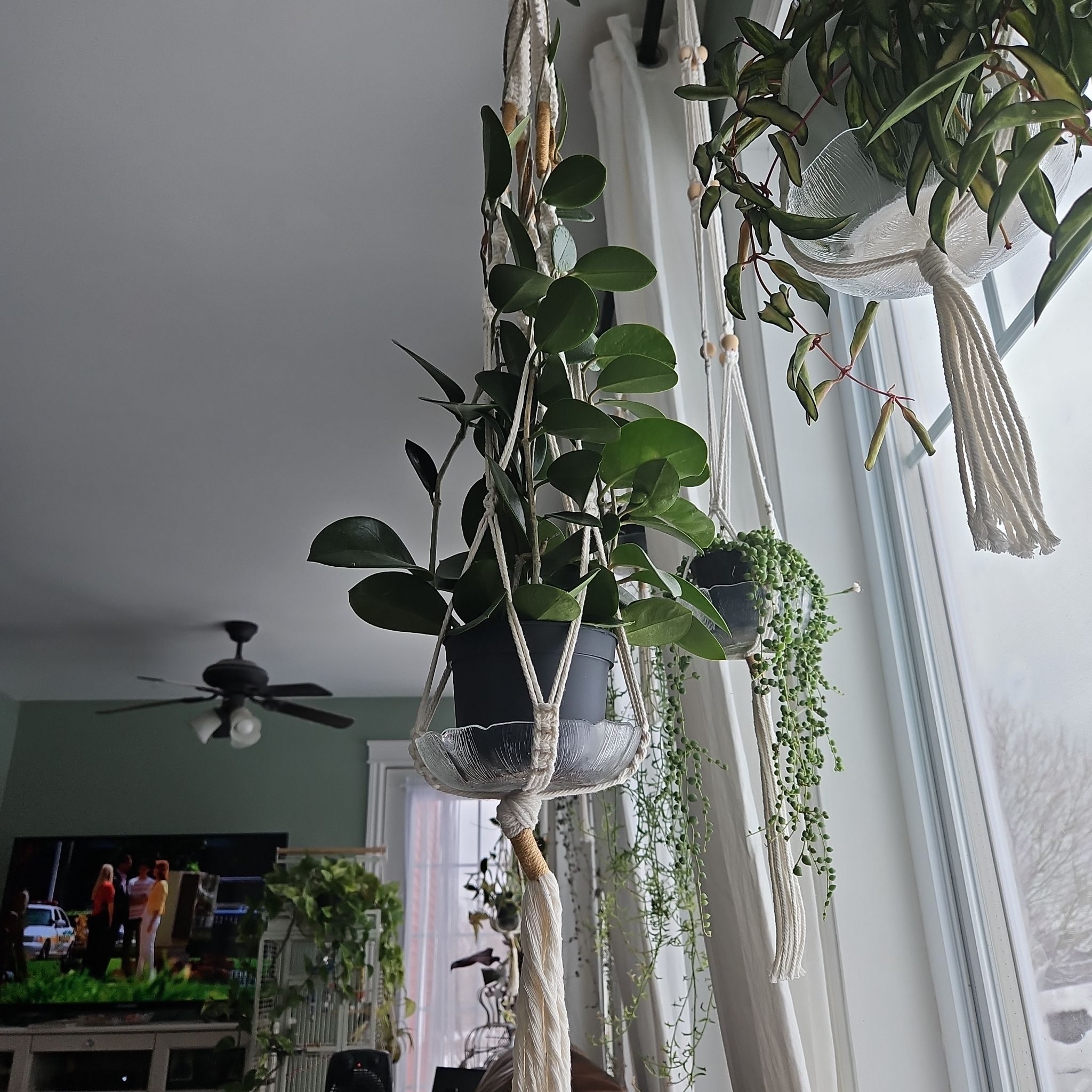 Photo of the plant species Hoya australis 'Keysii' by @ManlyRosarypea named Eva on Greg, the plant care app