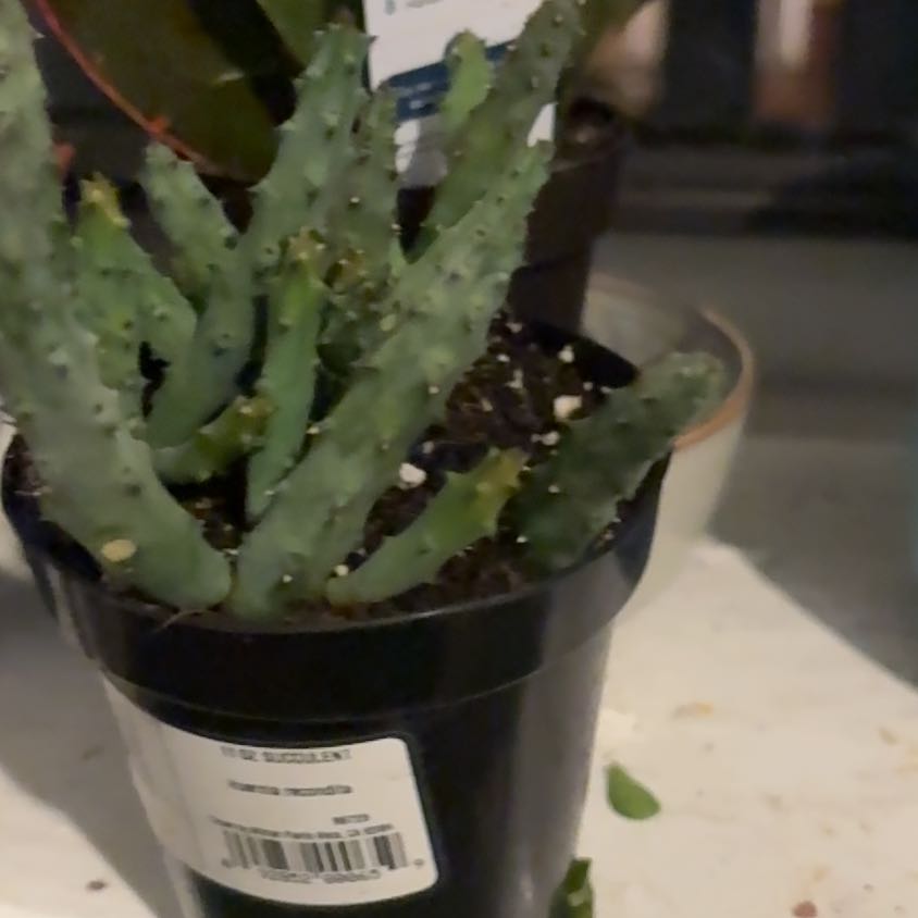 Photo of the plant species Huernia recondita by @NovelEchinaria named Winston on Greg, the plant care app