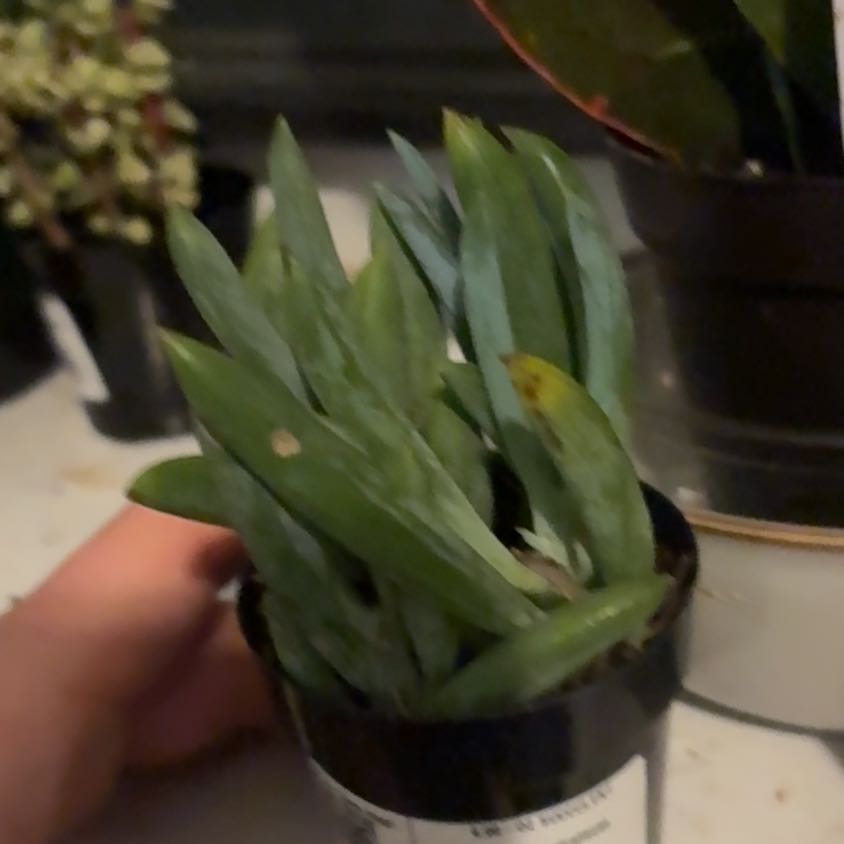 Photo of the plant species Blue Chalk Stick by @NovelEchinaria named Drake on Greg, the plant care app