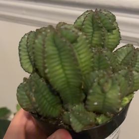 Photo of the plant species Succulent by @NovelEchinaria named Ulysses S Plant on Greg, the plant care app