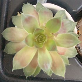 Mother’s Day’s plant