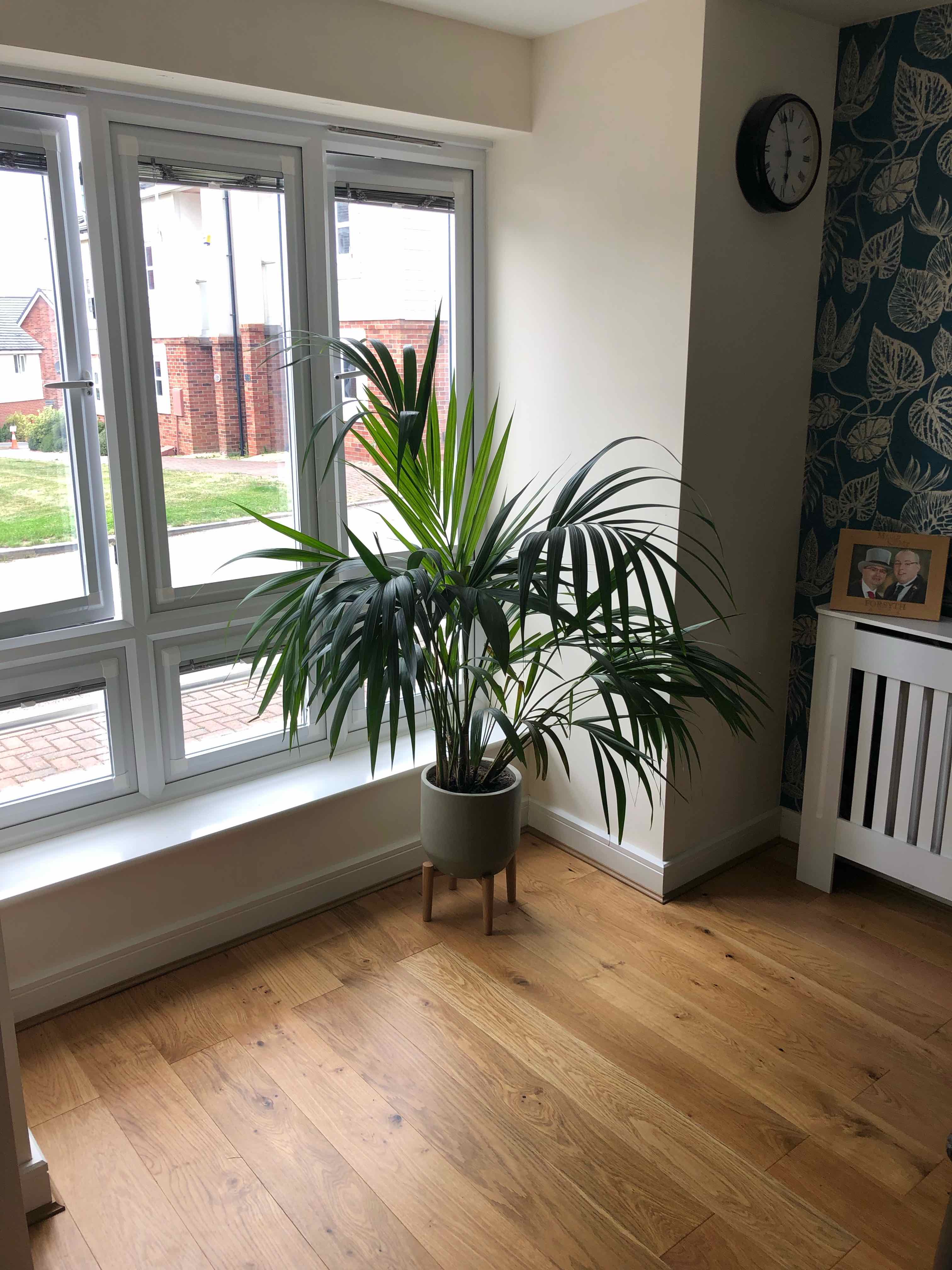 Photo of the plant species Kentia Palm by @1987RAF named Treeyoncé on Greg, the plant care app