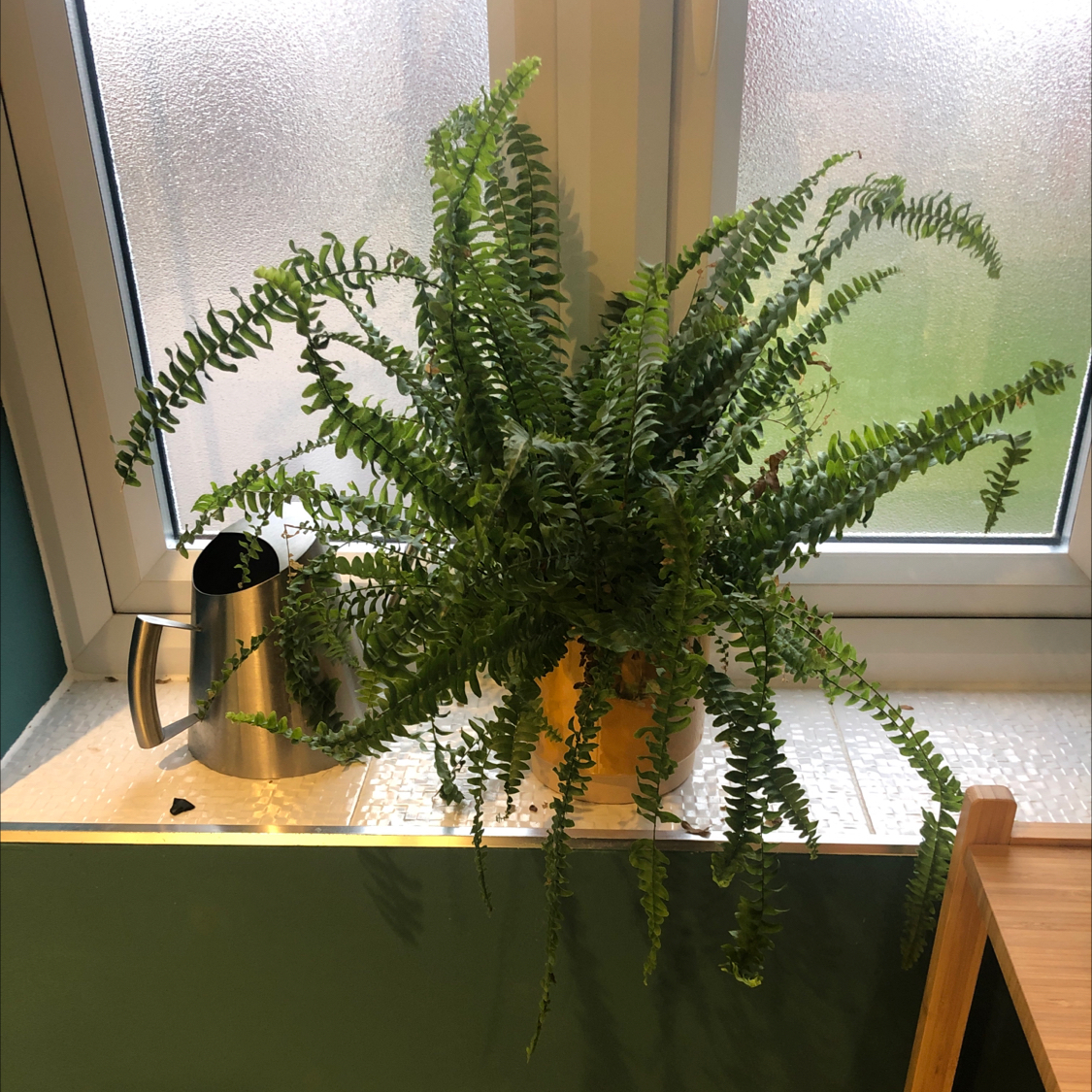 Boston Fern plant photo by @1987RAF named Ferny Mac on Greg, the plant care app.