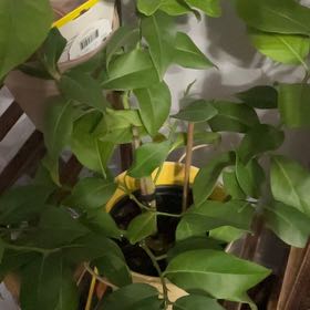 Photo of the plant species Eureka Lemon by @SecureFuchsia30 named Sanders on Greg, the plant care app