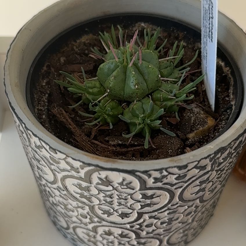 Photo of the plant species Pincushion Euphorbia by @LushHoyafitchii named Maya on Greg, the plant care app