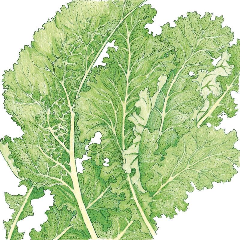 Photo of the plant species Southern Giant Curled Mustard by @plantsandherbs named Eva on Greg, the plant care app