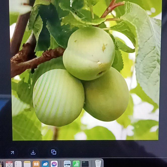 Photo of the plant species Greengage by @PiousBonsaimint named Nithin on Greg, the plant care app