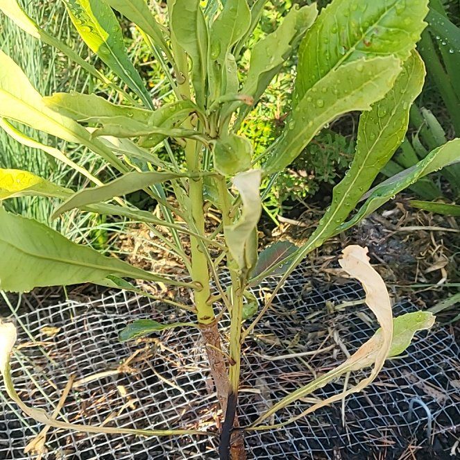 Photo of the plant species New South Wales Waratah by @ElegantFrithia named Tanja on Greg, the plant care app