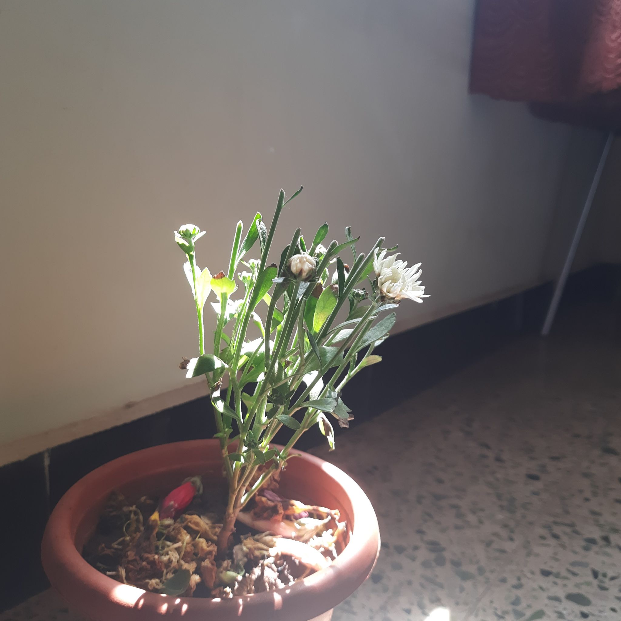 Photo of the plant species Indian Chrysanthemum by @PureRosilla55 named Pearl on Greg, the plant care app
