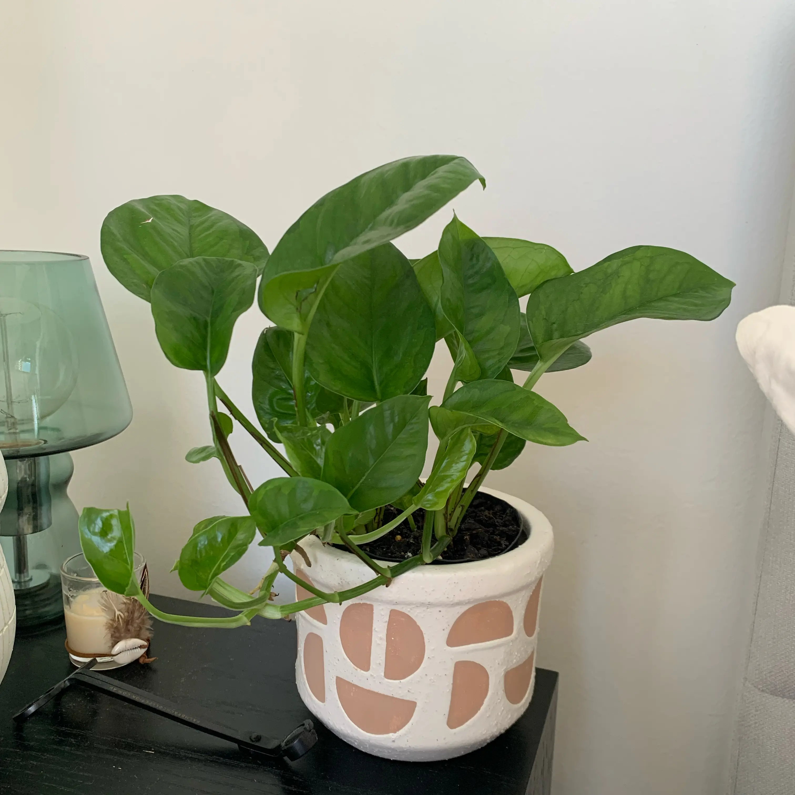 Photo of the plant species Pothos 'Green Queen' by @StoutReddahlias named Greenie Queenie on Greg, the plant care app