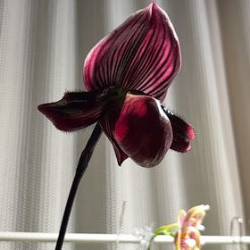 Photo of the plant species Paphiopedilum 'Plum' by @ZestBetel60 named Mando on Greg, the plant care app
