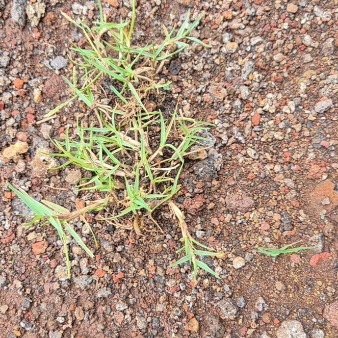 Photo of the plant species Seashore Paspalum by @CozyAjwain8 named Yard lawn on Greg, the plant care app