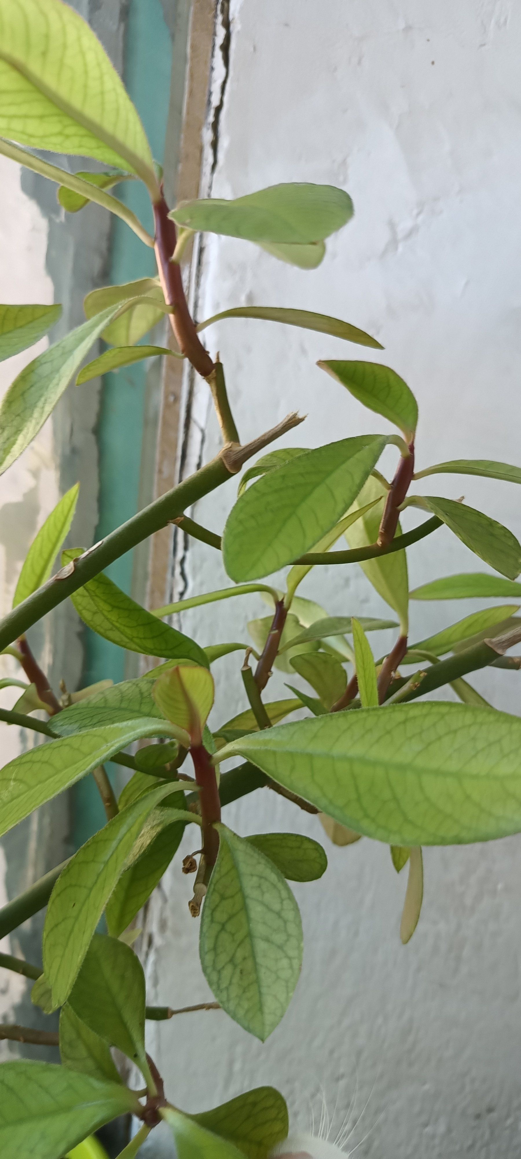 Photo of the plant species African poinsettia by @MagicianAgboy79 named Peter Parker on Greg, the plant care app